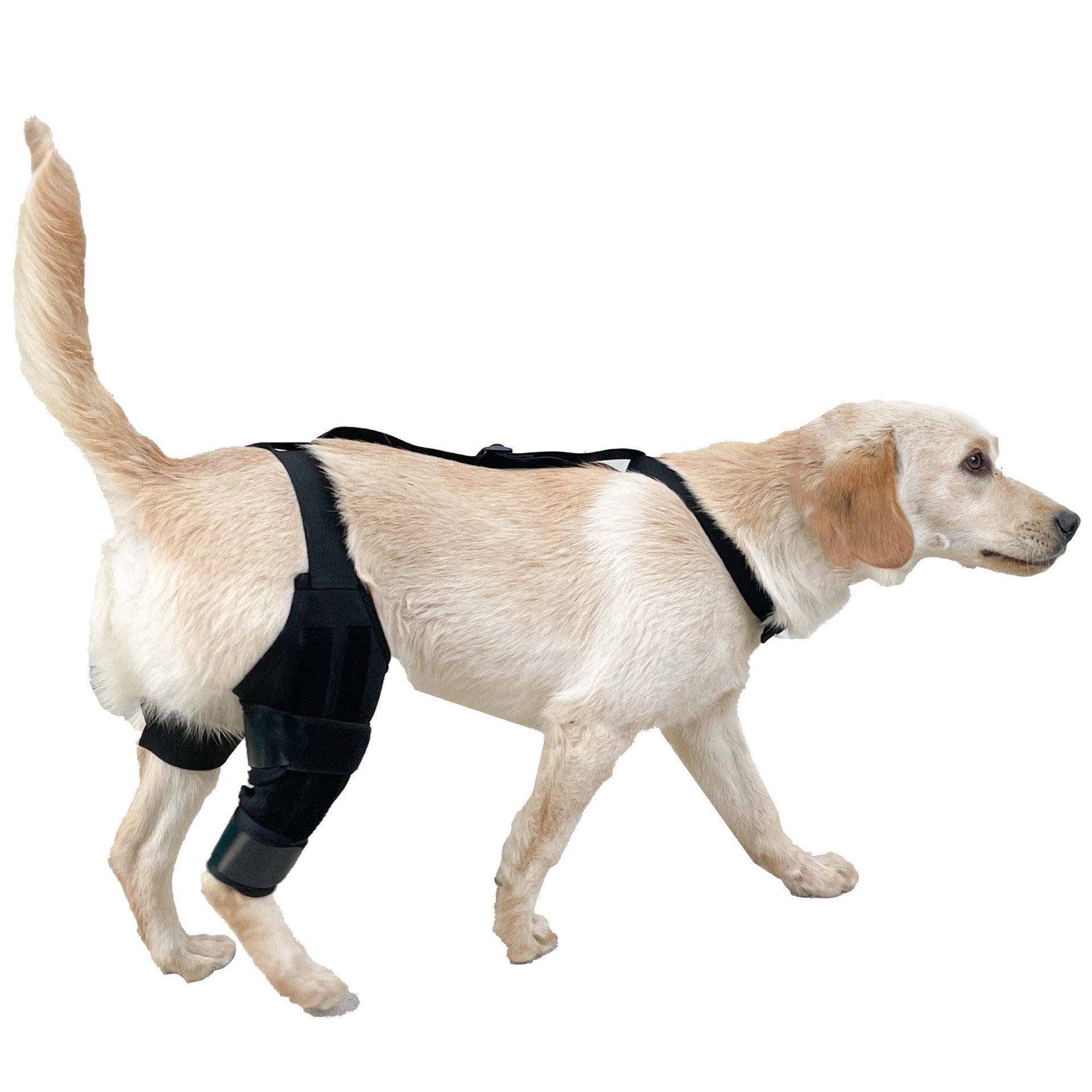 Dog Knee Brace Joint Support Protector